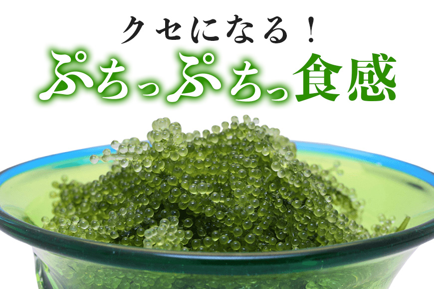 朝採れ！ぷちぷち海ぶどう400g