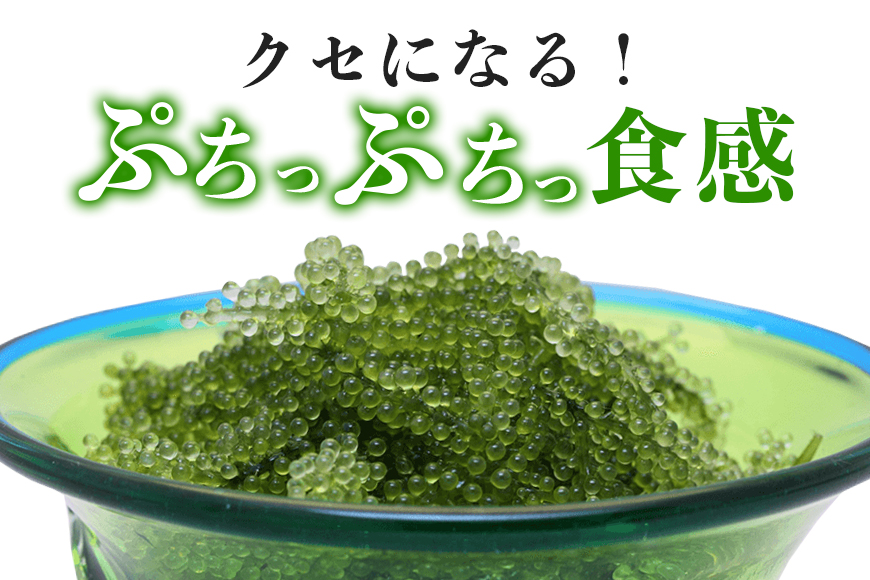 朝採れ！ぷちぷち海ぶどう小分けセット