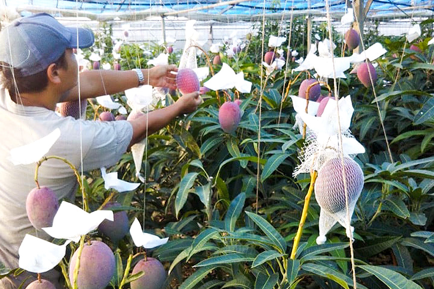 【2026年発送】伊敷さん家の美味しい完熟マンゴー1.5kg（ご家庭用） 41-2