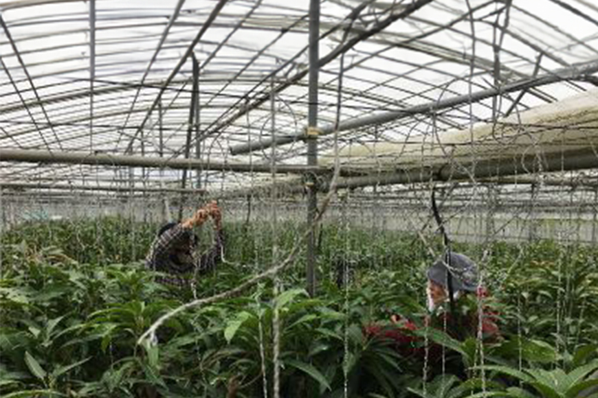 【2026年発送】おばぁーのマンゴー畑で育てたマンゴー2kg（家庭用） 17-4