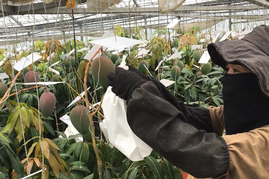 【2026年発送】濃厚な大人の味　沖縄県「キーツマンゴー」1kg 18-3