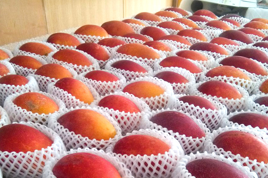 【2026年発送】小池さん家が丁寧に育てたアップルマンゴー4kg 126-10