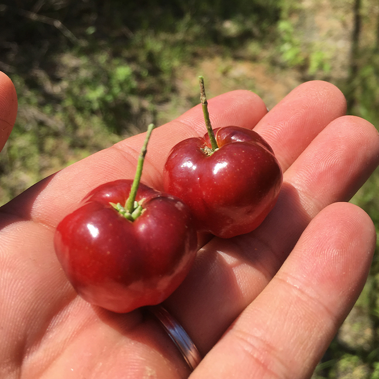 【2026年発送】熱帯果樹園小池さん家　お任せセット（梅） 126-1