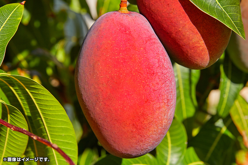 【2026年発送】沖縄県知事賞４度受賞（サンフルーツ糸満）マンゴー約1kg 24-3