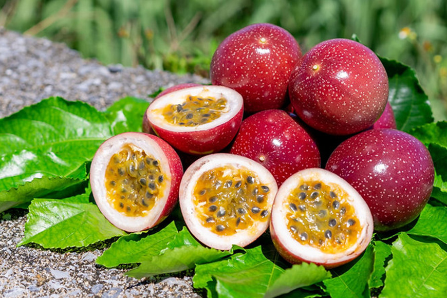 【2025年発送】沖縄情熱農園 農薬不使用栽培パッションフルーツ　「蜜の女神」1kg（化粧箱） 45-1