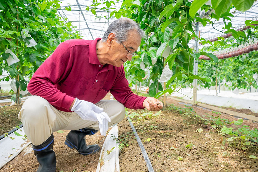 【2026年発送】沖縄情熱農園 農薬不使用栽培パッションフルーツ　「情熱の女神」1kg（エコ箱） 45-4