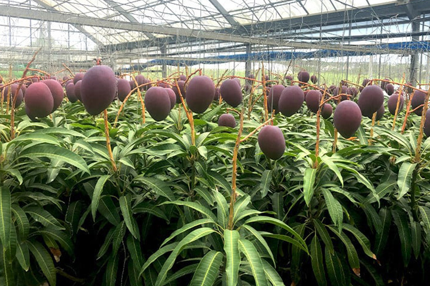 【2026年発送】縁sファームのアップルマンゴー家庭用1kg 43-6