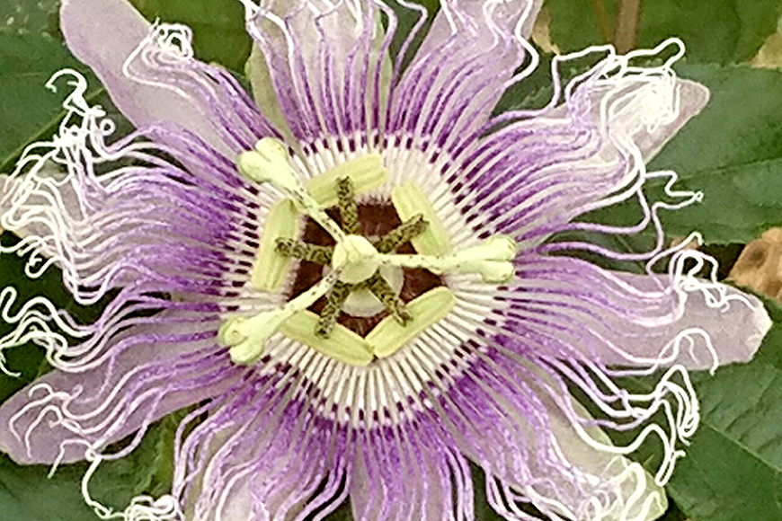 【2026年発送】金城さんが育てた　沖縄県産パッションフルーツ　1kg 92-1