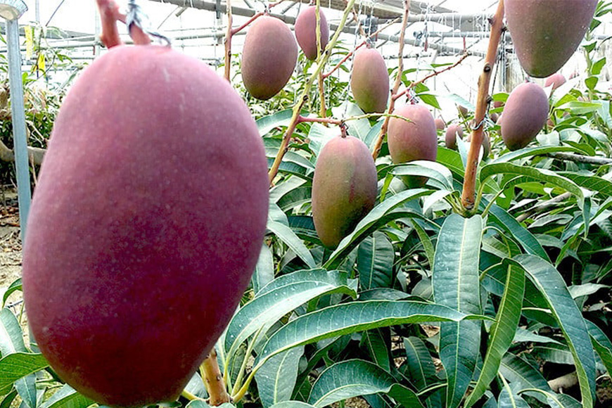 【2025年発送】高安マンゴー園　訳ありF・Dマースマンゴー糸満　1.5kg（3～6玉）