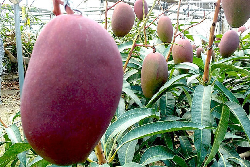 【2026年発送】高安マンゴー園　家庭用　F・Dマースマンゴー糸満　1.5kg（3～6玉） 96-1