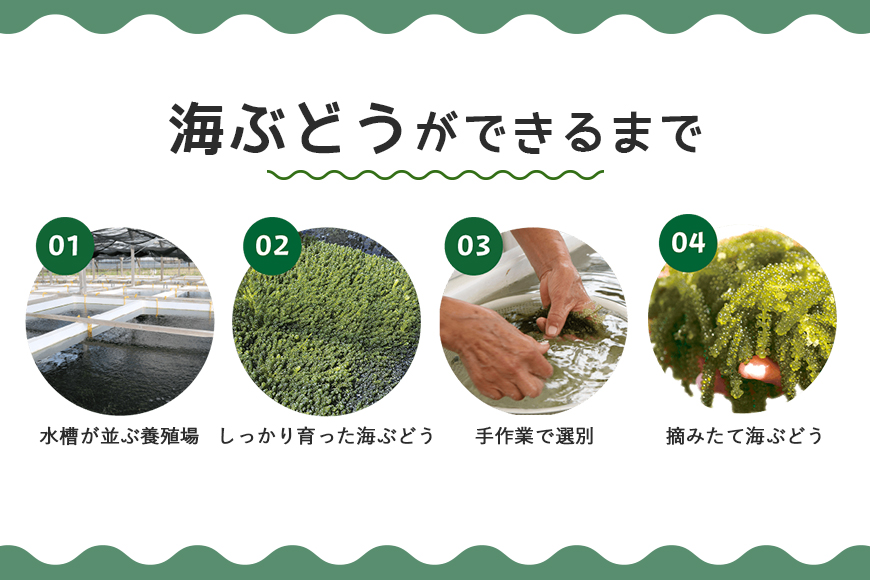 朝採れ！ぷちぷち海ぶどう400g