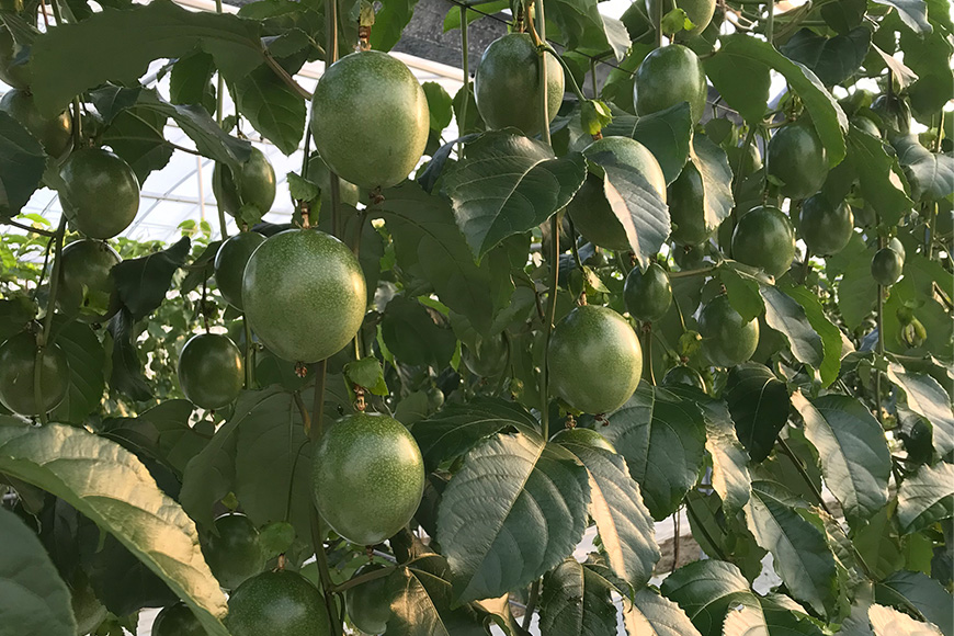 【2026年発送】JA糸満支店で厳選した「パッションフルーツ」贈答用　約1kg 5-4