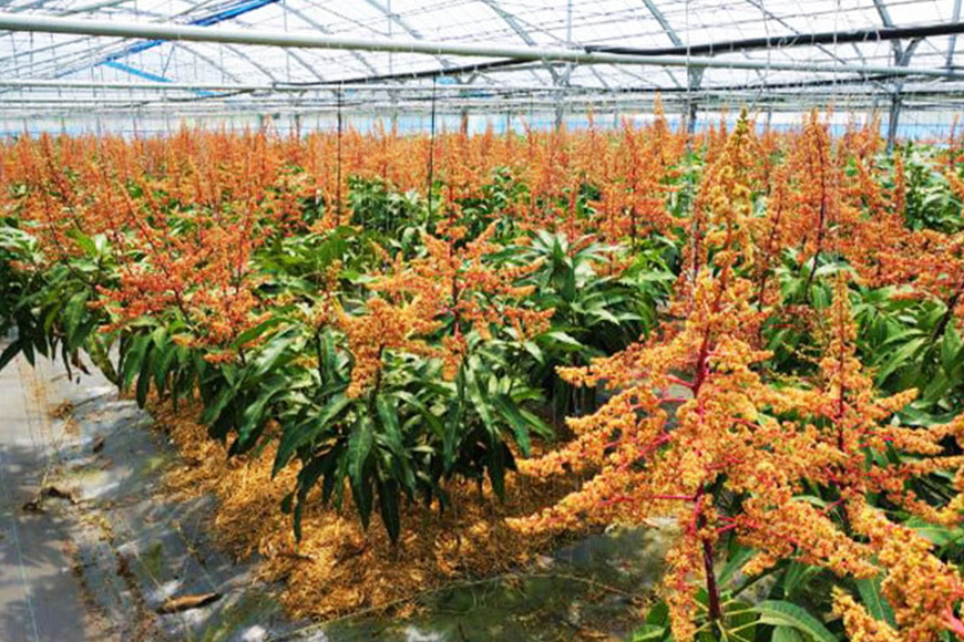 【2026年発送】カネシロマンゴー農園の完熟マンゴー約1kg（贈答用） 19-2