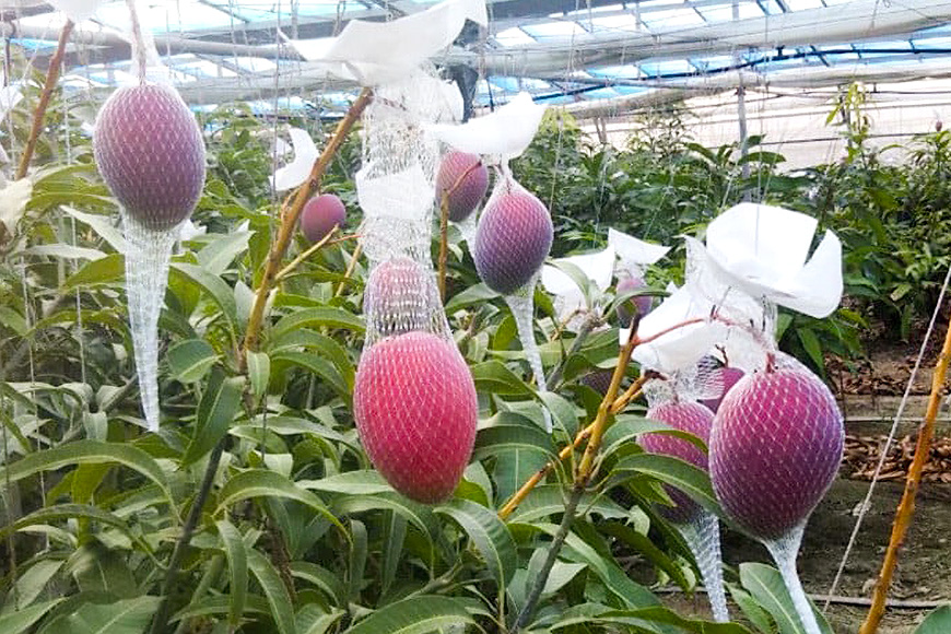 【2026年発送】伊敷さん家の美味しい完熟マンゴー1.5kg（ご家庭用） 41-2