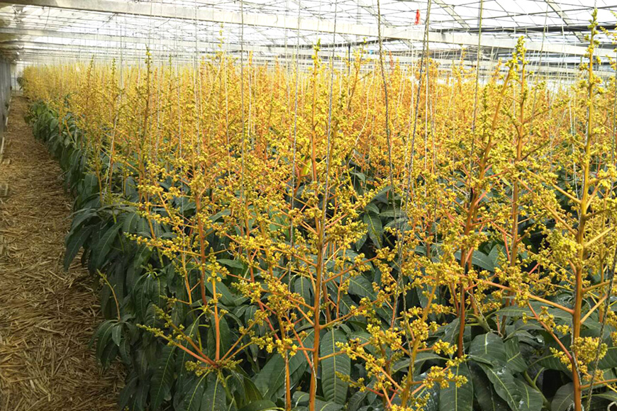 【2026年発送】濃厚な大人の味　沖縄県「キーツマンゴー」1kg 18-3