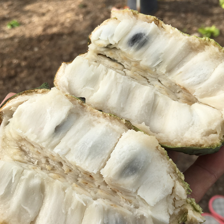 【2026年発送】熱帯果樹園小池さん家　お任せセット（竹） 126-2