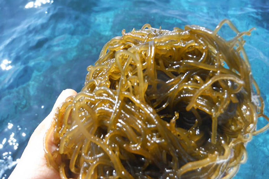 「イトサン」生もずく1.5kg（500g×3袋） 13-2