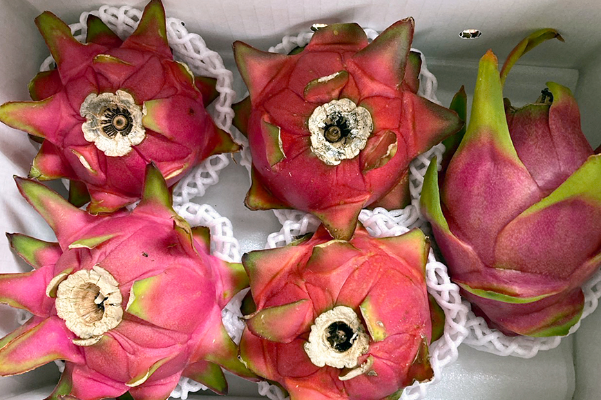 【2026年発送】糸満市産　「ドラゴンフルーツ　インパクトルビー　赤」2kg　（4～7玉） 78-2