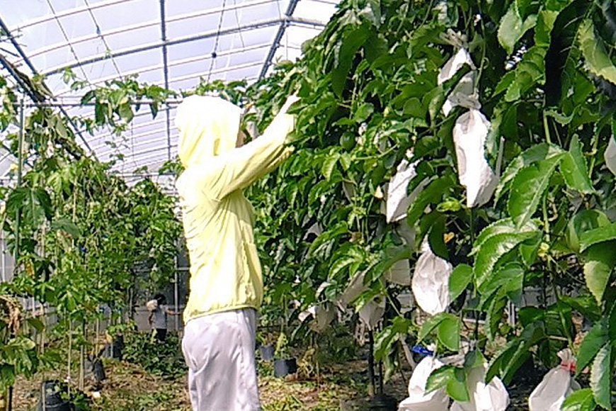 【先行予約 2026年発送】小池さん家のパッションフルーツ約10kg 126-4