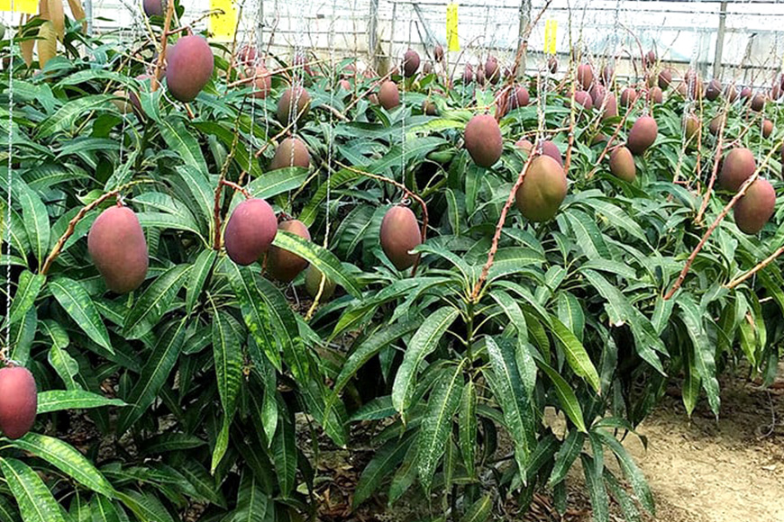 【2026年発送】高安マンゴー園　贈答用　F・Dマースマンゴー糸満　1kg（2～3玉）