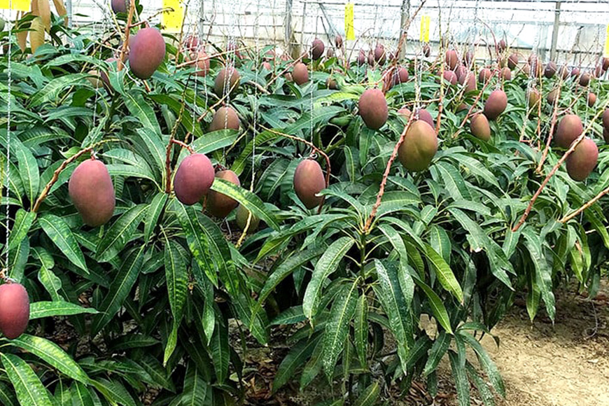 【2025年発送】高安マンゴー園　訳ありF・Dマースマンゴー糸満　1.5kg（3～6玉）