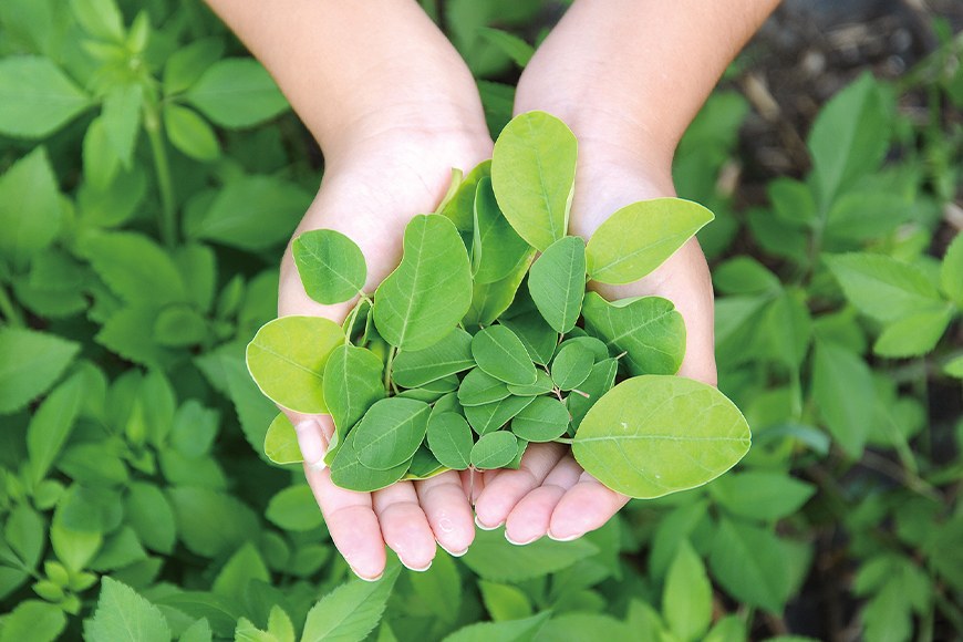 スーパーフード「モリンガのモリ」モリンガタブレット（250粒）