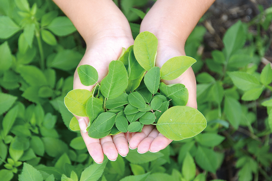 スーパーフード「モリンガのモリ」モリンガパウダー30g×2個 156-1
