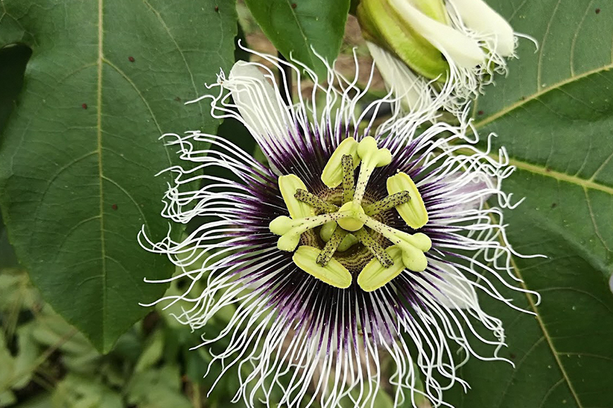 【2026年発送】糸満産　糸ちゃんパッションフルーツ＜家庭用／1kg＞ 104-2