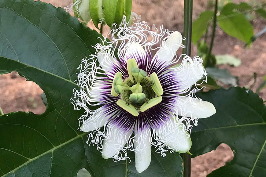 【2026年発送】JA糸満支店で厳選した「パッションフルーツ」贈答用　約1kg 5-4