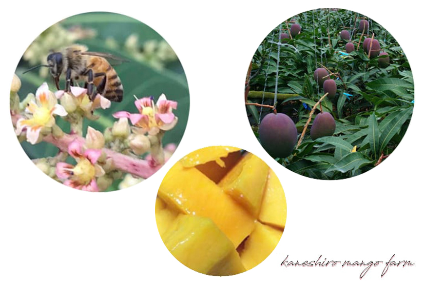 【2026年発送】カネシロマンゴー農園の完熟マンゴー約2kg（贈答用） 19-1