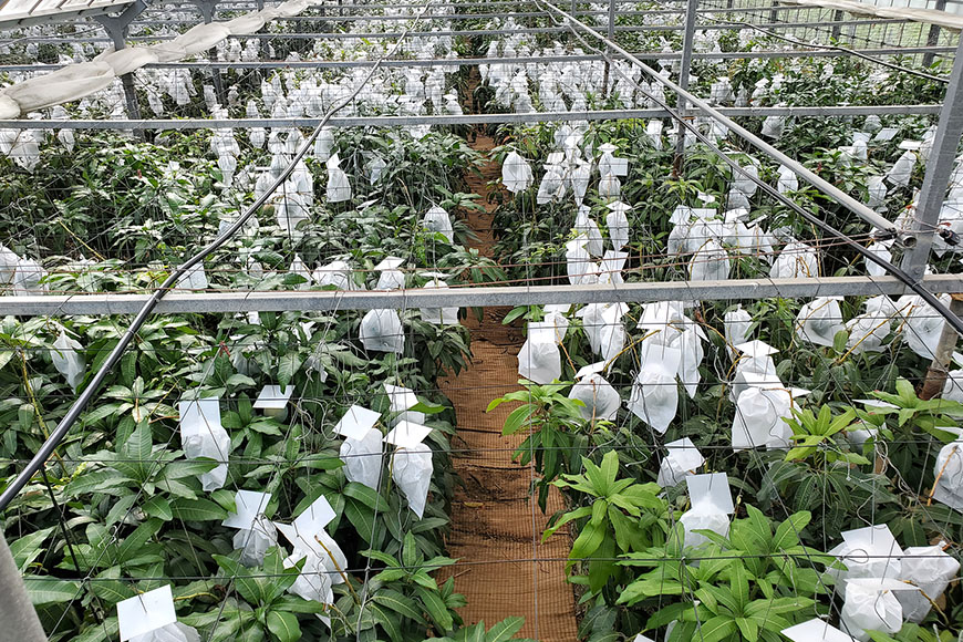 【2026年発送】濃厚な大人の味　沖縄県「キーツマンゴー」2kg 18-1