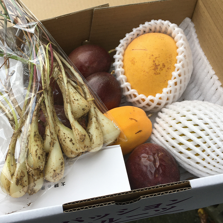 【2026年発送】熱帯果樹園小池さん家　お任せセット（梅） 126-1