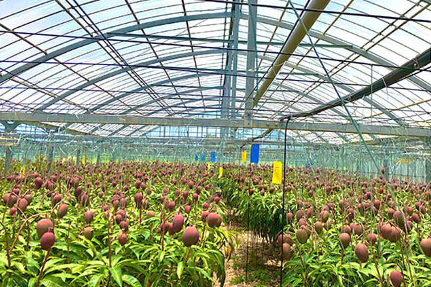 【2026年発送】沖縄県産マンゴー『極み。』2.5kg 山城マンゴー屋 102-3