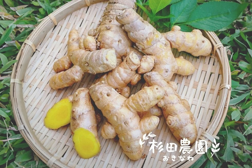 沖縄県糸満産 春ウコン粉末100g 2個セット: 糸満市ANAの 沖縄県糸満産 春ウコン粉末100g 2個セット: 糸満市ANAの