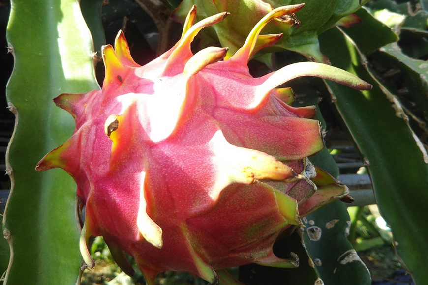 【2026年発送】糸満市産　「ドラゴンフルーツ　インパクトルビー　赤」2kg　（4～7玉） 78-2