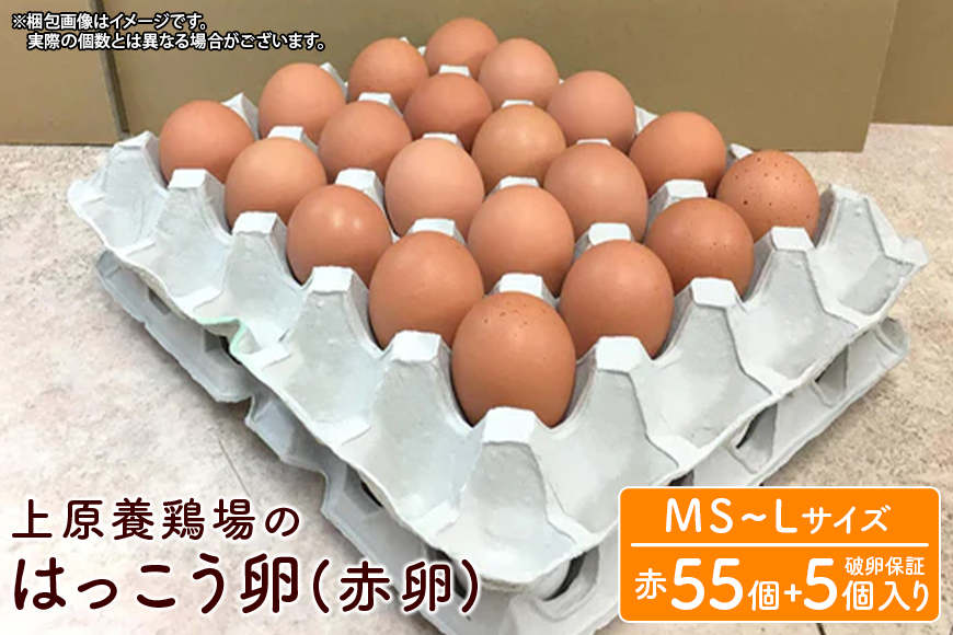 上原養鶏場のはっこう卵(赤卵)MS~Lサイズ 55個+破卵保障5個